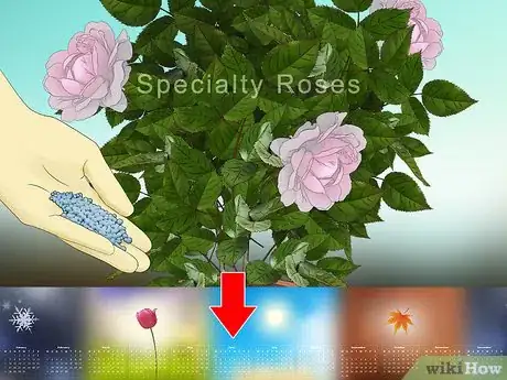 Imagen titulada Fertilize Roses Step 14