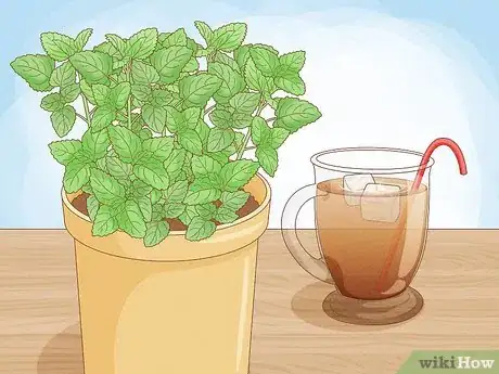 Imagen titulada Grow Mint in a Pot Step 4