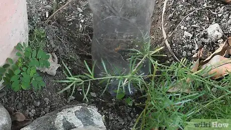 Imagen titulada Make a Drip Irrigator from a Plastic Bottle Step 11