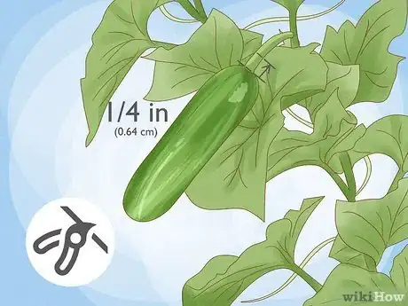 Imagen titulada Grow Cucumbers Step 22