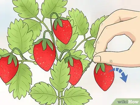 Imagen titulada Prune Strawberries Step 10