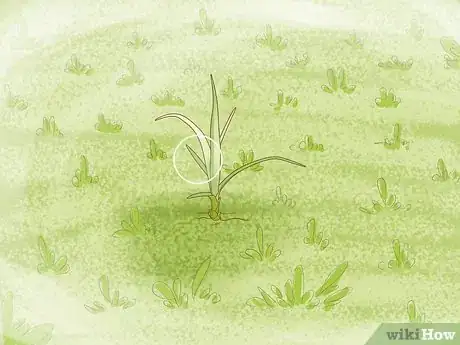 Imagen titulada Get Rid of Nutgrass Step 17