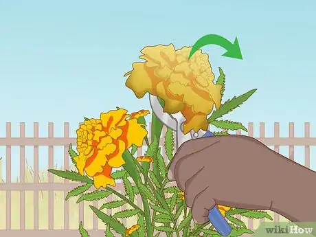 Imagen titulada Grow Marigolds Step 19