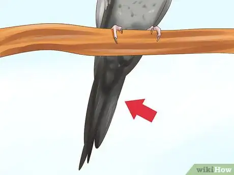 Imagen titulada Tell if a Cockatiel Is Male or Female Step 3