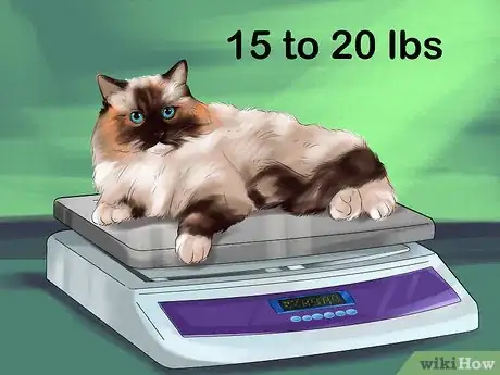 Imagen titulada Identify a Ragdoll Cat Step 3