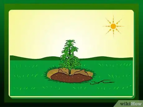 Imagen titulada Replant a Tree Step 15