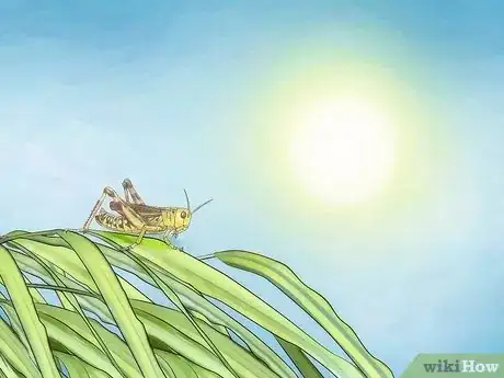 Imagen titulada Take Care of a Grasshopper Step 1