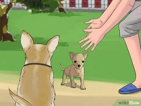 Imagen titulada Play with a Chihuahua Step 10