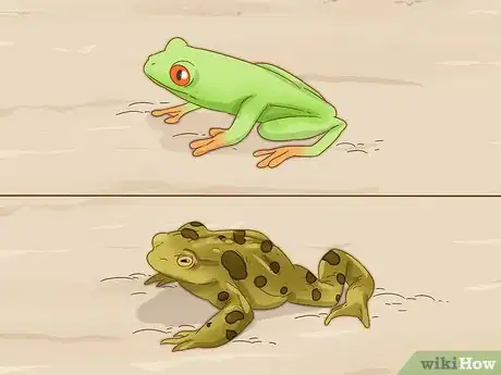 Imagen titulada Tell the Difference Between a Frog and a Toad Step 7