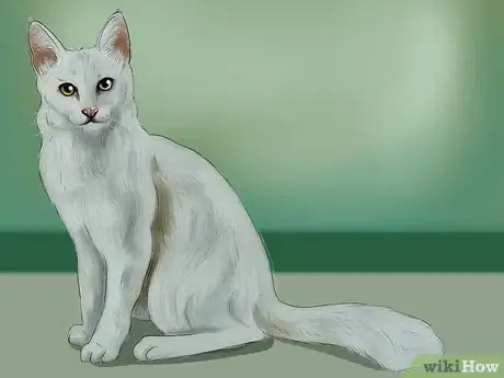 Imagen titulada Identify a Turkish Angora Step 2