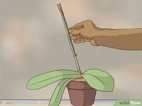 Imagen titulada Transplant Orchids Step 14