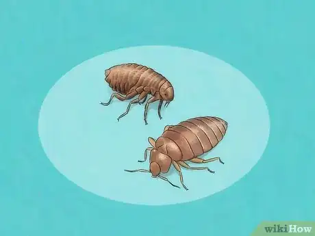 Imagen titulada Stop Bed Bug Bites Immediately Step 15