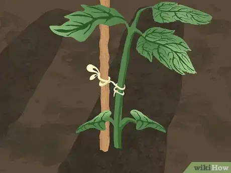 Imagen titulada Tie up Tomatoes Step 8