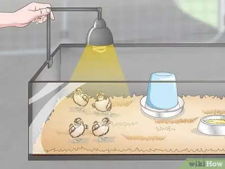 Imagen titulada Care for Quail Chicks Step 7