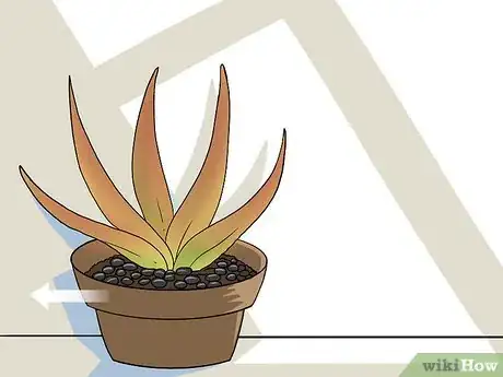 Imagen titulada Revive a Dying Aloe Vera Plant Step 12