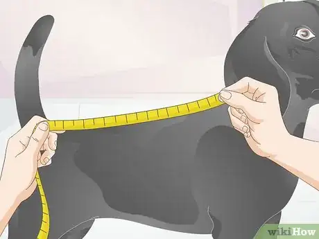 Imagen titulada Measure Dogs for Coats Step 6