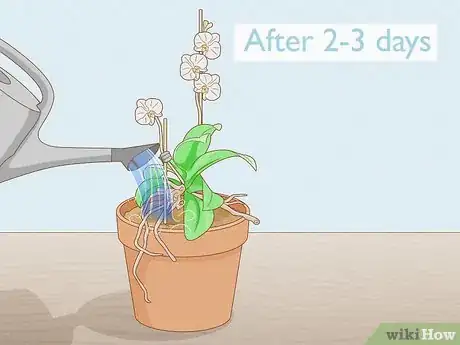 Imagen titulada Save an Orchid from Root Rot Step 5