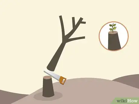 Imagen titulada Prune Citrus Trees Step 14