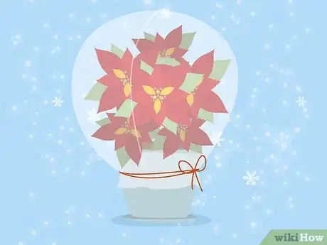 Imagen titulada Care for Poinsettias Step 6