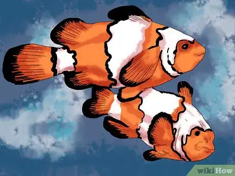 Imagen titulada Breed Clownfish Step 2