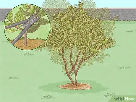 Imagen titulada Plant Guava Trees Step 11