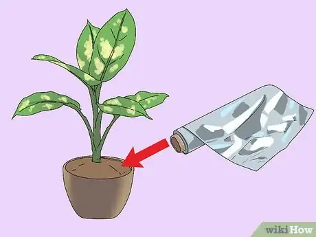 Imagen titulada Prevent Cats from Digging Up Houseplants Step 2