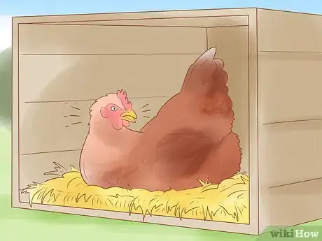 Imagen titulada Tell when a Hen Is Ready to Lay Step 7