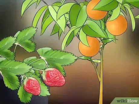 Imagen titulada Grow Fruit in Pots Step 1