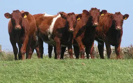 Imagen titulada Shorthorn heifers