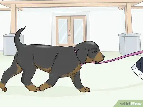 Imagen titulada Teach Your Dog to Drop It Step 4