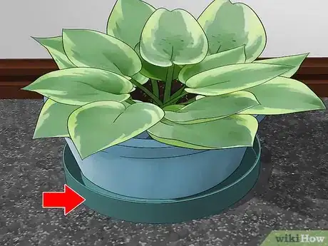 Imagen titulada Prevent Houseplants From Damaging the Carpet Step 8