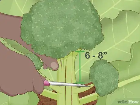 Imagen titulada Harvest Broccoli Step 6