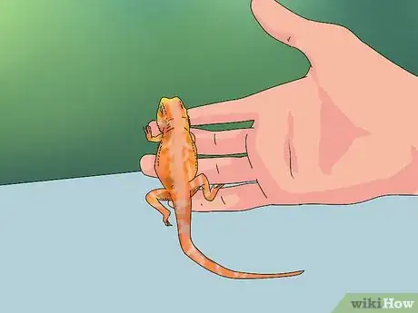 Imagen titulada Build Love With Your Bearded Dragon Step 6