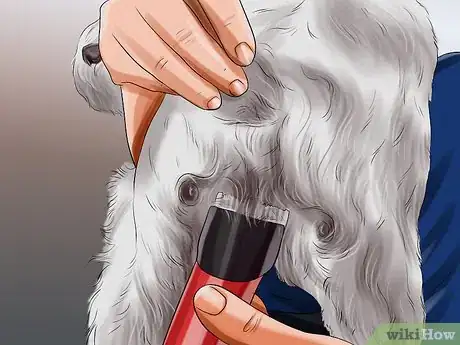 Imagen titulada Groom Maltese Dogs Step 3