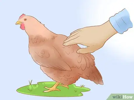 Imagen titulada Tell when a Hen Is Ready to Lay Step 5