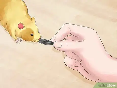 Imagen titulada Train Your Hamster Step 4