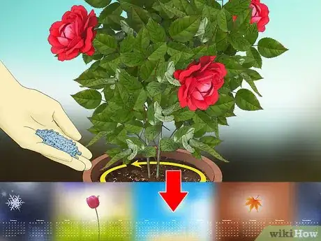 Imagen titulada Fertilize Roses Step 15