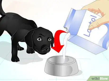 Imagen titulada Firm Up Your Dog's Stool Step 5