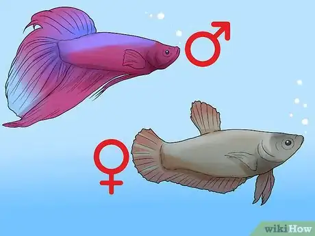 Imagen titulada Determine the Sex of a Betta Fish Step 3