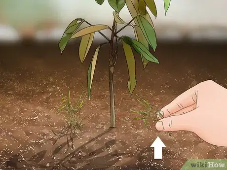 Imagen titulada Plant Durian Seeds Step 7