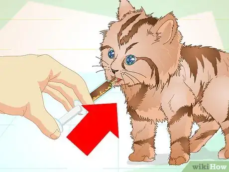 Imagen titulada Get a Sick Kitten to Eat Step 8