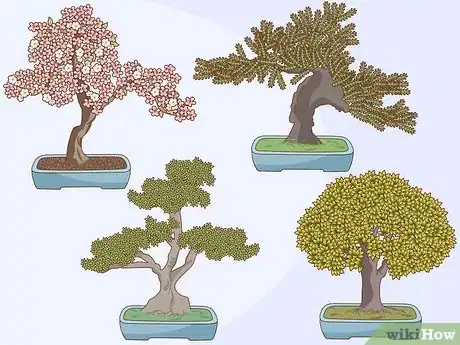 Imagen titulada Grow and Care for a Bonsai Tree Step 1