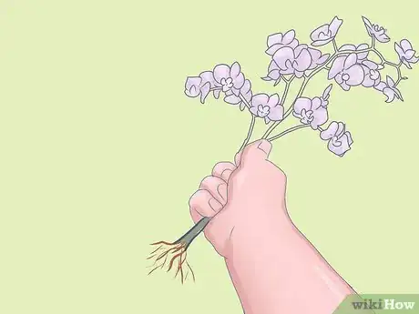 Imagen titulada Care for Mini Orchids Step 7