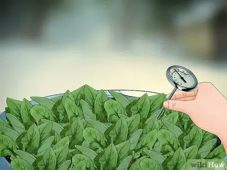 Imagen titulada Plant Spinach in Pots Step 13