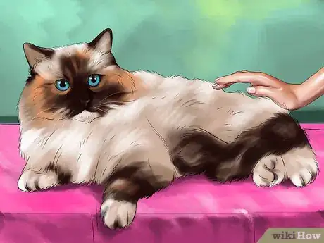 Imagen titulada Identify a Ragdoll Cat Step 4