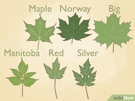 Imagen titulada Make Maple Syrup Step 2