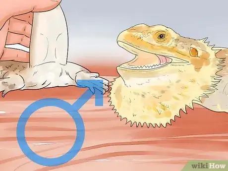 Imagen titulada Breed Bearded Dragons Step 1