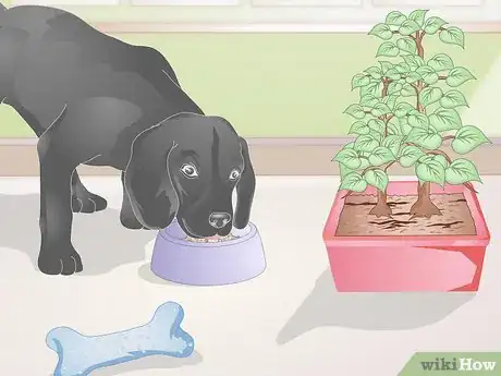 Imagen titulada Stop Pets from Urinating in Your Plants Step 10