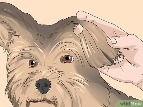 Imagen titulada Trim a Yorkie's Face Step 8