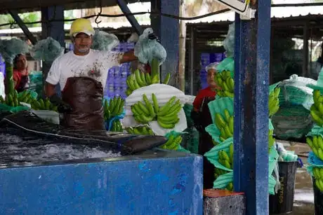 Imagen titulada Banana Plantation Worker